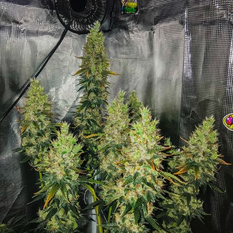Auto Lemon 🍋 Kix growlog timeline photo