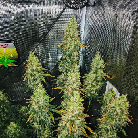 Auto Lemon 🍋 Kix growlog timeline photo