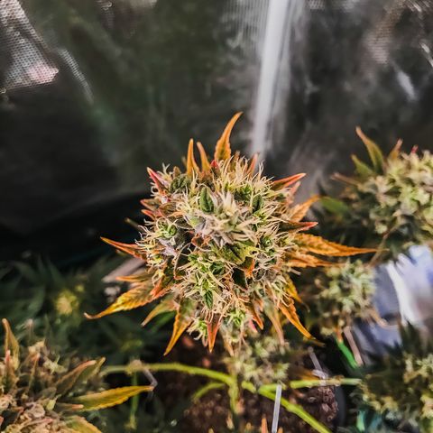 Auto Lemon 🍋 Kix growlog timeline photo
