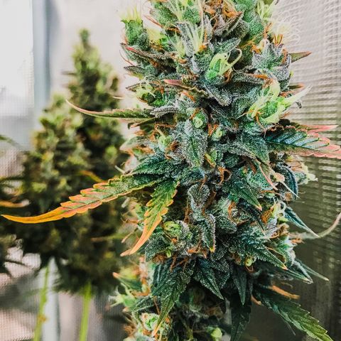 Auto Lemon 🍋 Kix growlog timeline photo