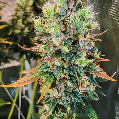Auto Lemon 🍋 Kix growlog timeline photo