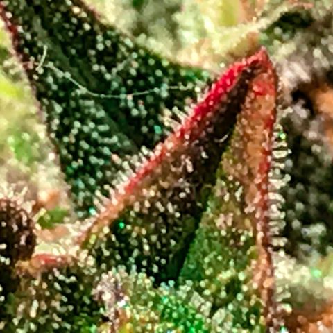 Auto Lemon 🍋 Kix growlog timeline photo