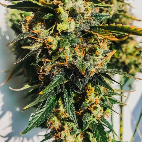 Auto Lemon 🍋 Kix growlog timeline photo