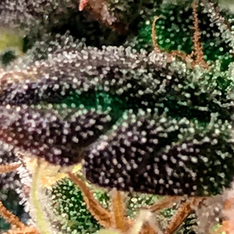 Auto Lemon 🍋 Kix growlog timeline photo