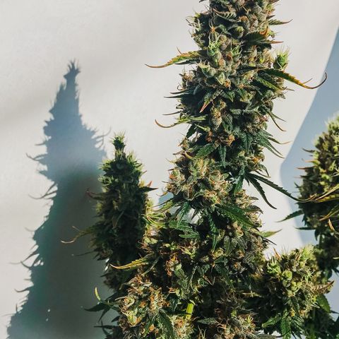 Auto Lemon 🍋 Kix growlog timeline photo