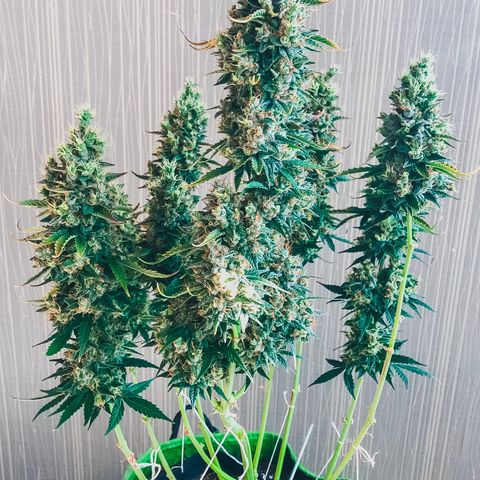 Auto Lemon 🍋 Kix growlog timeline photo