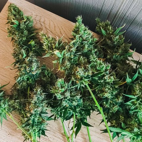 Auto Lemon 🍋 Kix growlog timeline photo