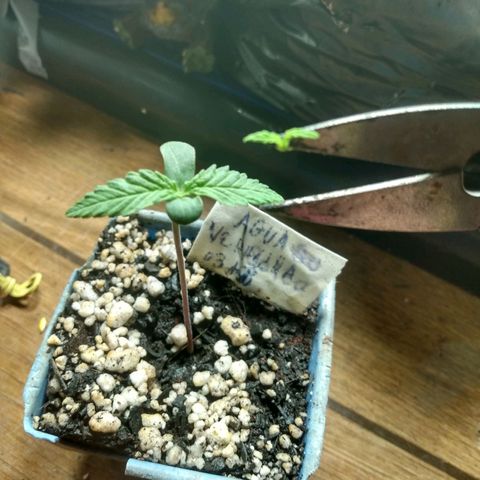 Tropicana cookies BRASIL. growlog photo: Poda feita