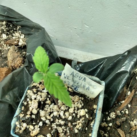 Tropicana cookies BRASIL. growlog timeline photo