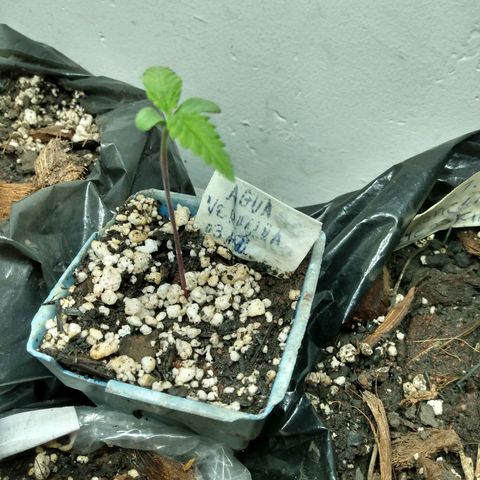Tropicana cookies BRASIL. growlog timeline photo