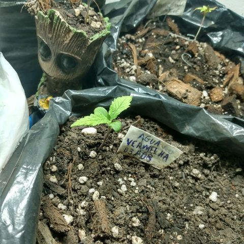 Tropicana cookies BRASIL. growlog timeline photo