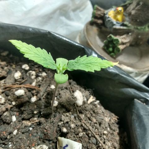Tropicana cookies BRASIL. growlog timeline photo