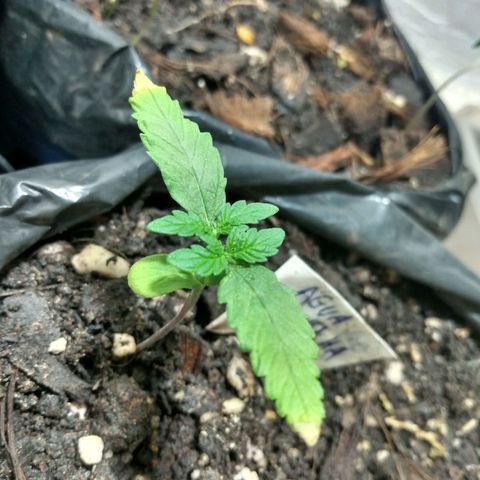 Tropicana cookies BRASIL. growlog timeline photo