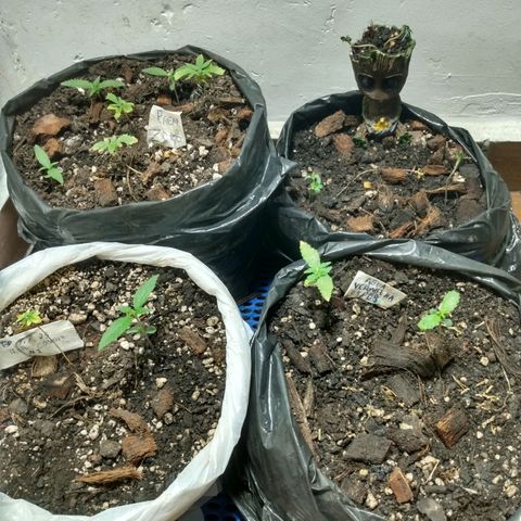 Grow Dr.Purple_Kush growlog timeline photo