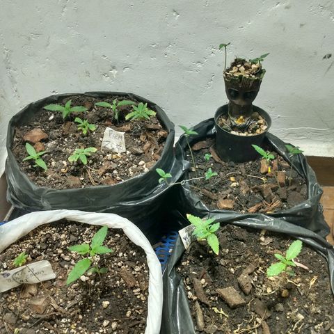 Grow Dr.Purple_Kush growlog timeline photo