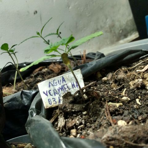Tropicana cookies BRASIL. growlog photo: ta indo bem