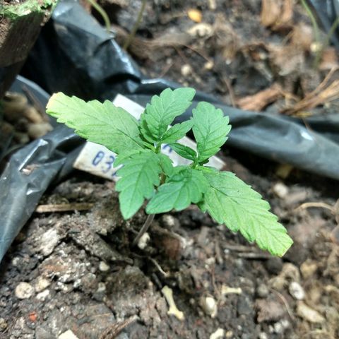 Tropicana cookies BRASIL. growlog photo: ta indo bem