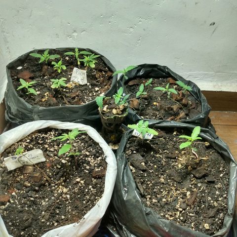 Grow Dr.Purple_Kush growlog timeline photo