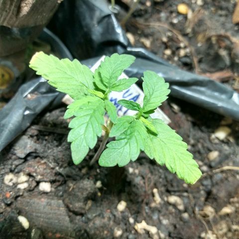Tropicana cookies BRASIL. growlog timeline photo