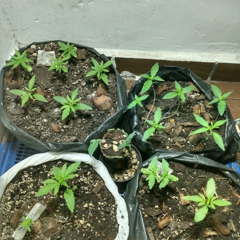 Grow Dr.Purple_Kush growlog timeline photo