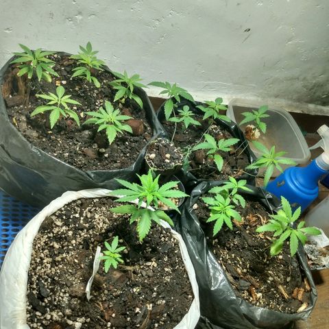 Grow Dr.Purple_Kush growlog timeline photo