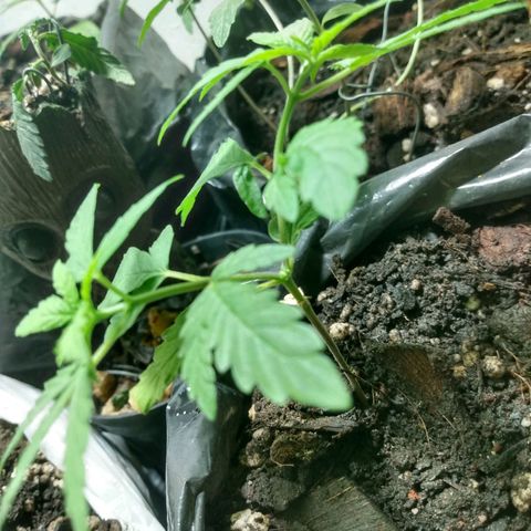 Tropicana cookies BRASIL. growlog timeline photo