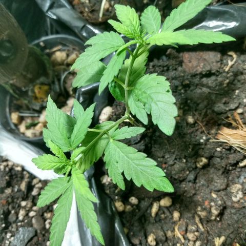 Tropicana cookies BRASIL. growlog timeline photo