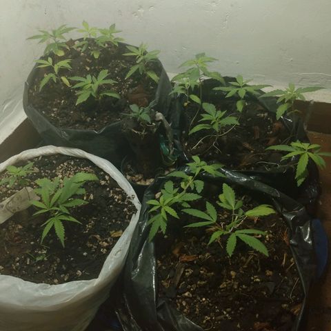 Grow Dr.Purple_Kush growlog timeline photo