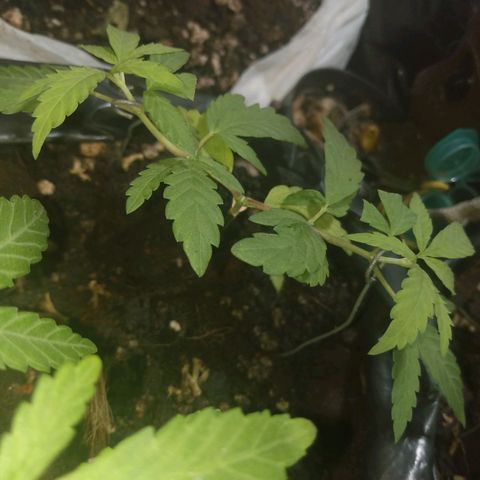 Tropicana cookies BRASIL. growlog timeline photo