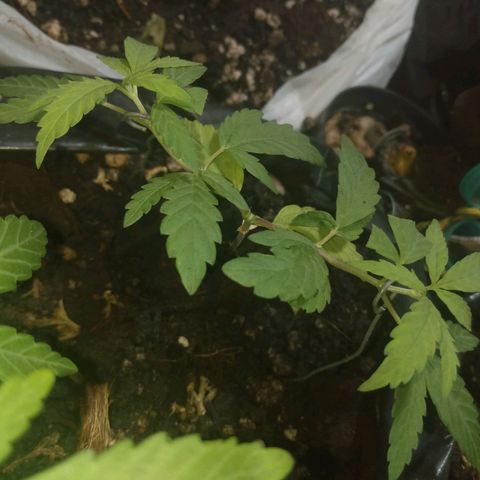 Tropicana cookies BRASIL. growlog timeline photo