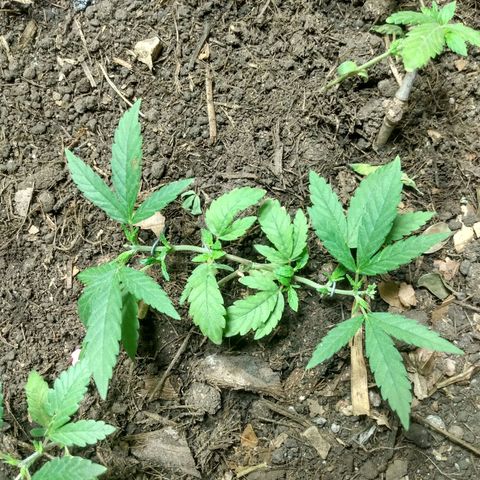 Tropicana cookies BRASIL. growlog timeline photo