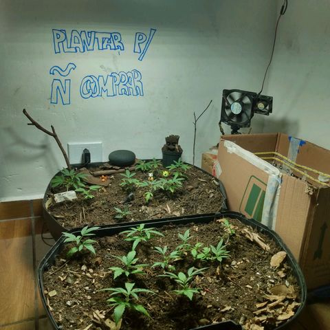 Grow Dr.Purple_Kush growlog timeline photo