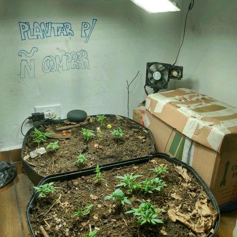 Grow Dr.Purple_Kush growlog timeline photo