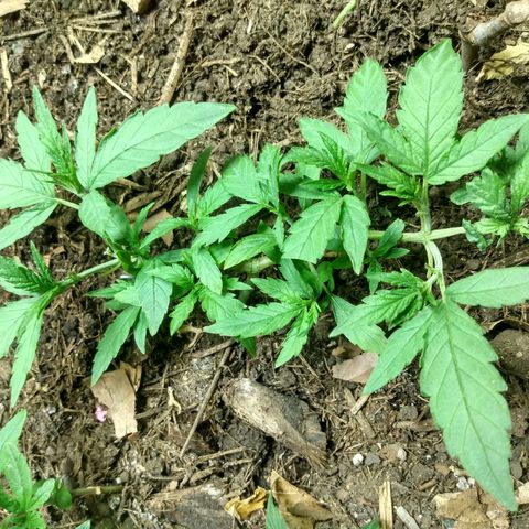 Tropicana cookies BRASIL. growlog timeline photo