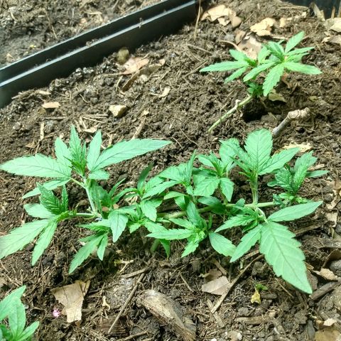 Tropicana cookies BRASIL. growlog timeline photo