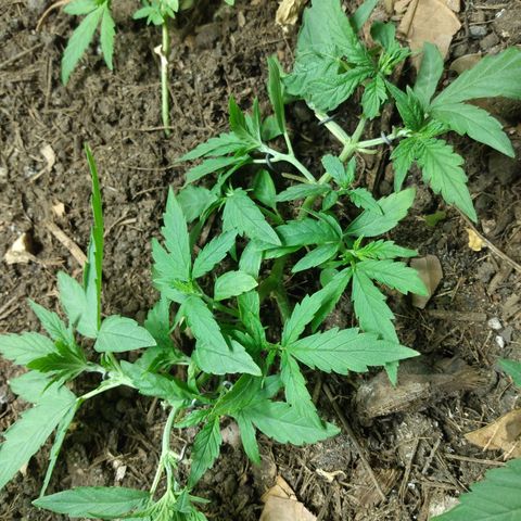 Tropicana cookies BRASIL. growlog timeline photo