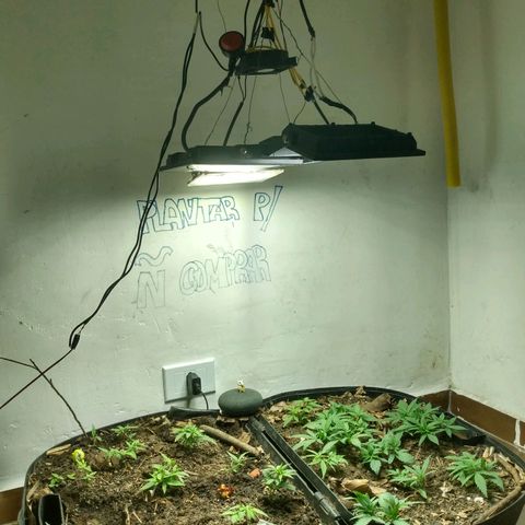 Grow Dr.Purple_Kush growlog timeline photo
