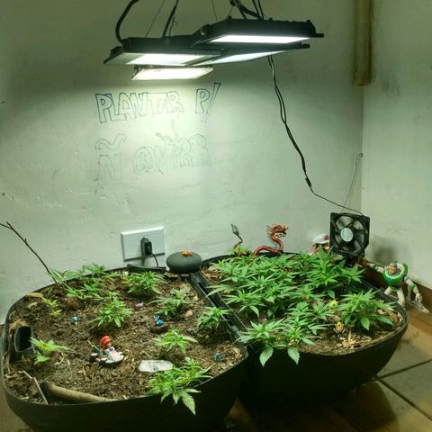 Grow Dr.Purple_Kush growlog timeline photo