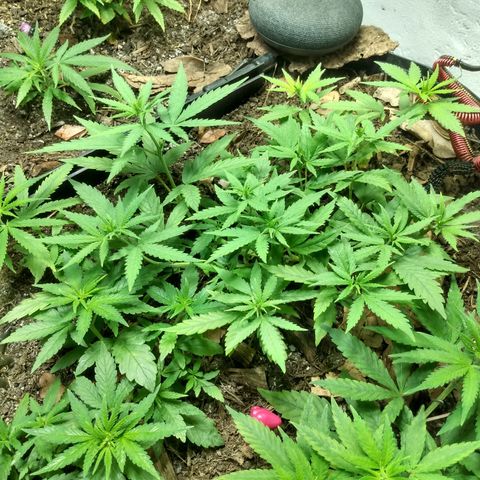 Tropicana cookies BRASIL. growlog timeline photo