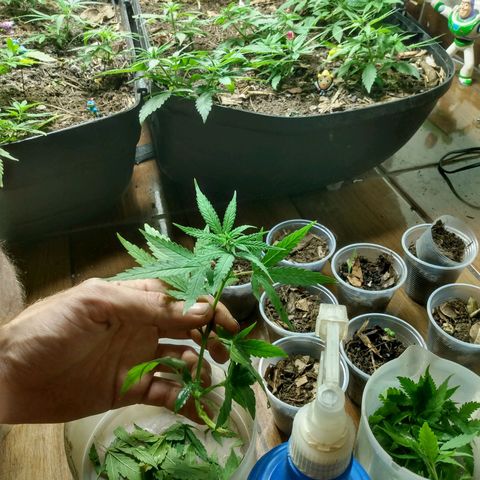 Tropicana cookies BRASIL. growlog photo: Sapoha virou macho
