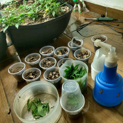 Tropicana cookies BRASIL. growlog photo: Sapoha virou macho