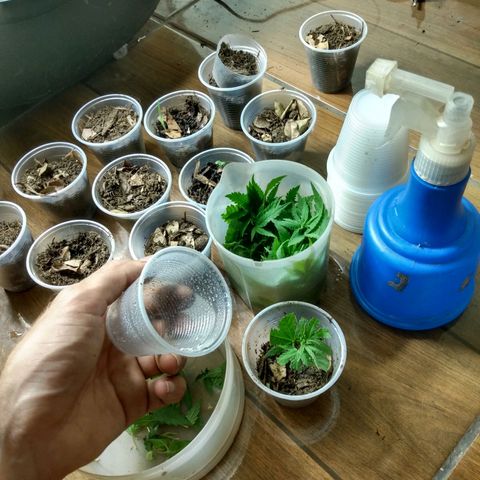 Tropicana cookies BRASIL. growlog photo: Sapoha virou macho