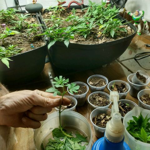 Tropicana cookies BRASIL. growlog photo: Sapoha virou macho
