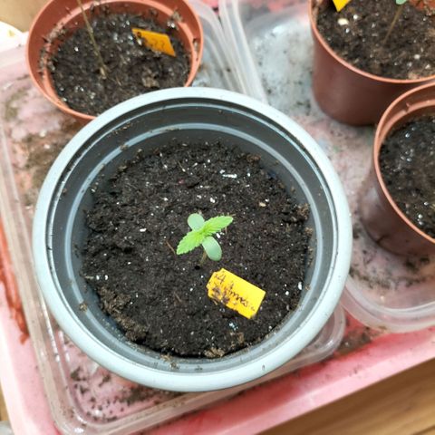 Amnésia  growlog timeline photo