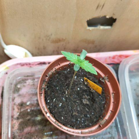 Choppers  growlog timeline photo