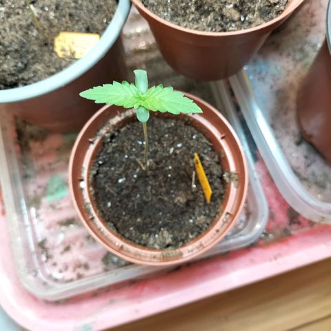 Choppers  growlog timeline photo