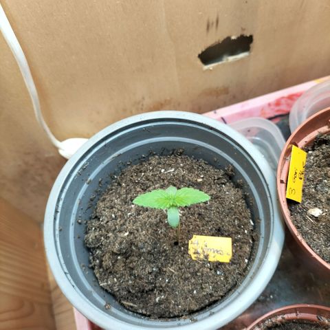 Amnésia  growlog timeline photo