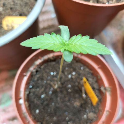 Choppers  growlog timeline photo