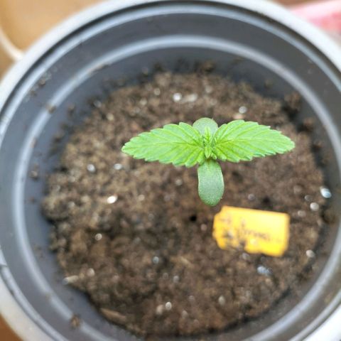 Amnésia  growlog timeline photo