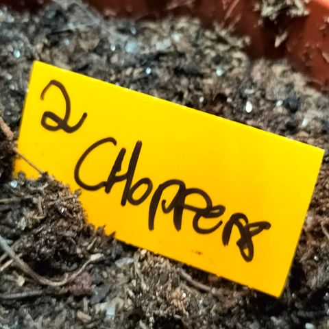 Choppers  growlog timeline photo